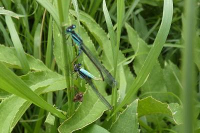 <i>Ischnura elegans</i>