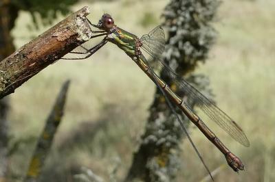 Chalcolestes viridis