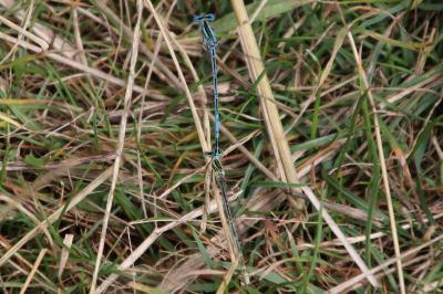 <i>Platycnemis pennipes</i>