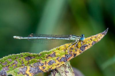 <i>Platycnemis pennipes</i>
