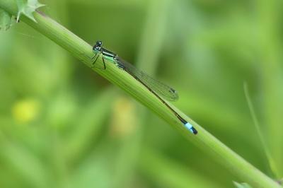 <i>Ischnura elegans</i>