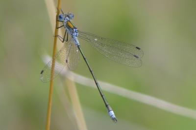 <i>Lestes sponsa</i>