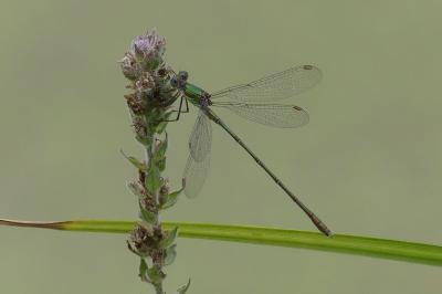 <i>Chalcolestes viridis</i>