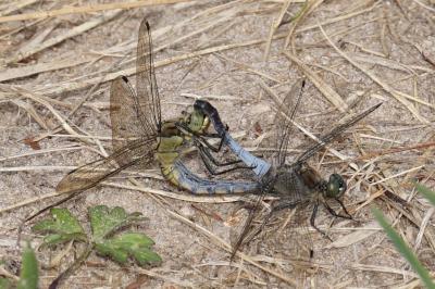 <i>Orthetrum cancellatum</i>