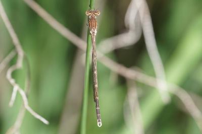 <i>Sympecma fusca</i>