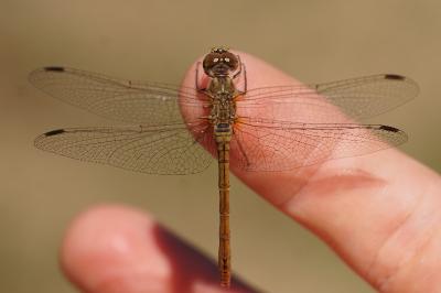 <i>Sympetrum meridionale</i>