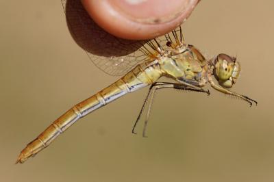 <i>Sympetrum meridionale</i>
