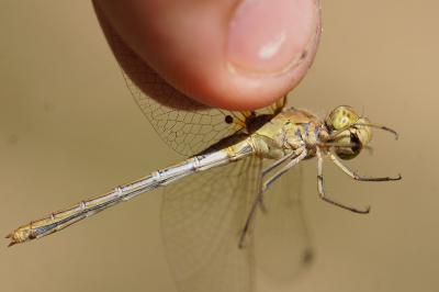 <i>Sympetrum meridionale</i>