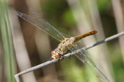 <i>Sympetrum sanguineum</i>