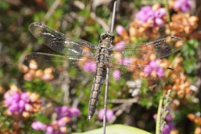 <i>Orthetrum albistylum</i>