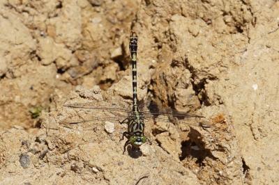 <i>Onychogomphus forcipatus</i>