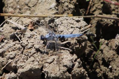 <i>Orthetrum brunneum</i>