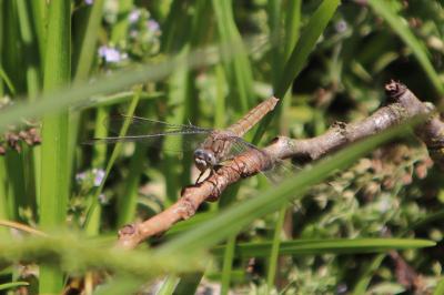 <i>Orthetrum brunneum</i>
