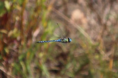 <i>Aeshna affinis</i>