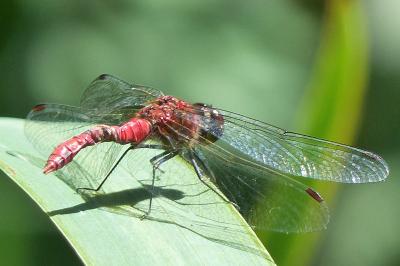 <i>Sympetrum sanguineum</i>
