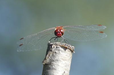 <i>Sympetrum sanguineum</i>