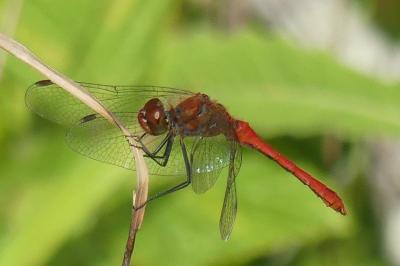 <i>Sympetrum sanguineum</i>
