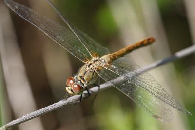 <i>Sympetrum sanguineum</i>