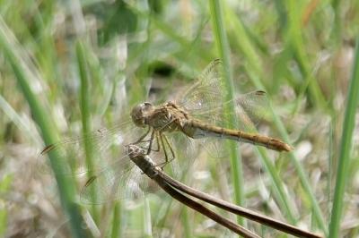 <i>Sympetrum meridionale</i>