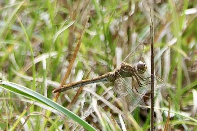 <i>Sympetrum meridionale</i>