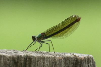 <i>Calopteryx splendens</i>
