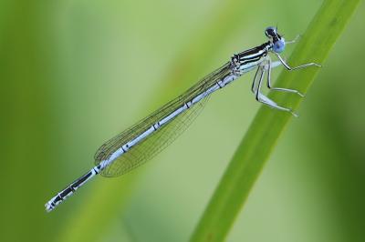 <i>Platycnemis pennipes</i>