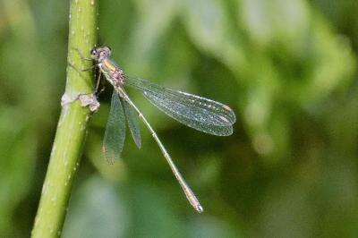 <i>Chalcolestes viridis</i>