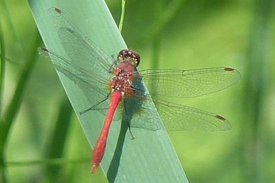 <i>Sympetrum sanguineum</i>