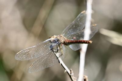 <i>Sympetrum meridionale</i>
