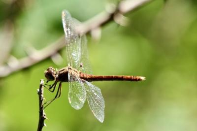 <i>Sympetrum meridionale</i>