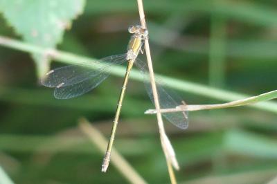 <i>Lestes virens</i>