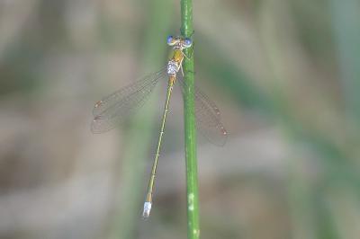 <i>Lestes virens</i>