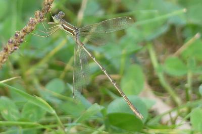 <i>Lestes barbarus</i>