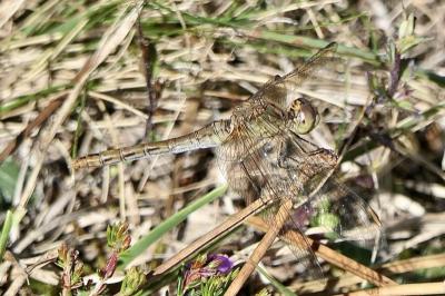 <i>Sympetrum meridionale</i>