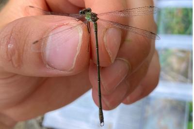 <i>Chalcolestes viridis</i>