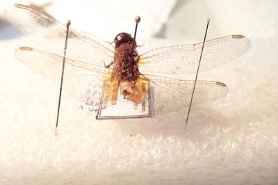 <i>Crocothemis erythraea</i>