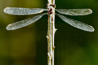 <i>Chalcolestes viridis</i>