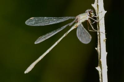 <i>Chalcolestes viridis</i>