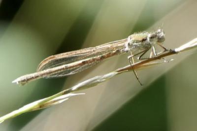 <i>Sympecma fusca</i>