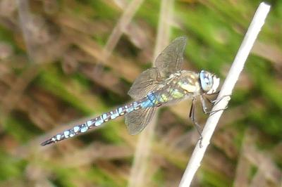 <i>Aeshna mixta</i>