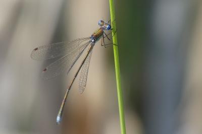 <i>Lestes virens</i>