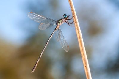 <i>Chalcolestes viridis</i>