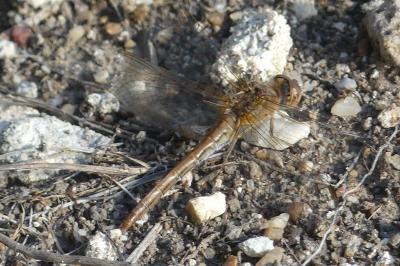 <i>Sympetrum meridionale</i>