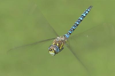 <i>Aeshna mixta</i>