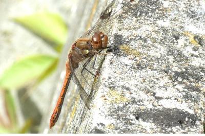 <i>Sympetrum striolatum</i>