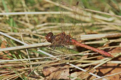 <i>Sympetrum meridionale</i>