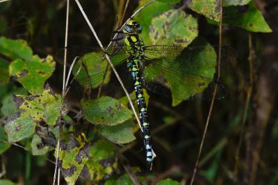<i>Aeshna cyanea</i>