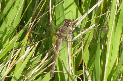 <i>Sympetrum striolatum</i>