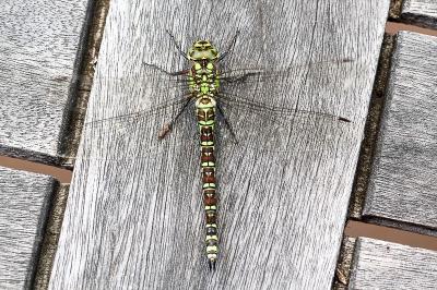<i>Aeshna cyanea</i>