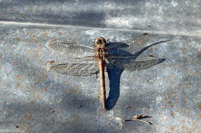 <i>Sympetrum striolatum</i>